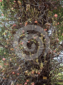 ÃÂ¡annon ball tree. Stem, flowers and fruits. Bottom view at Byculla Zoo